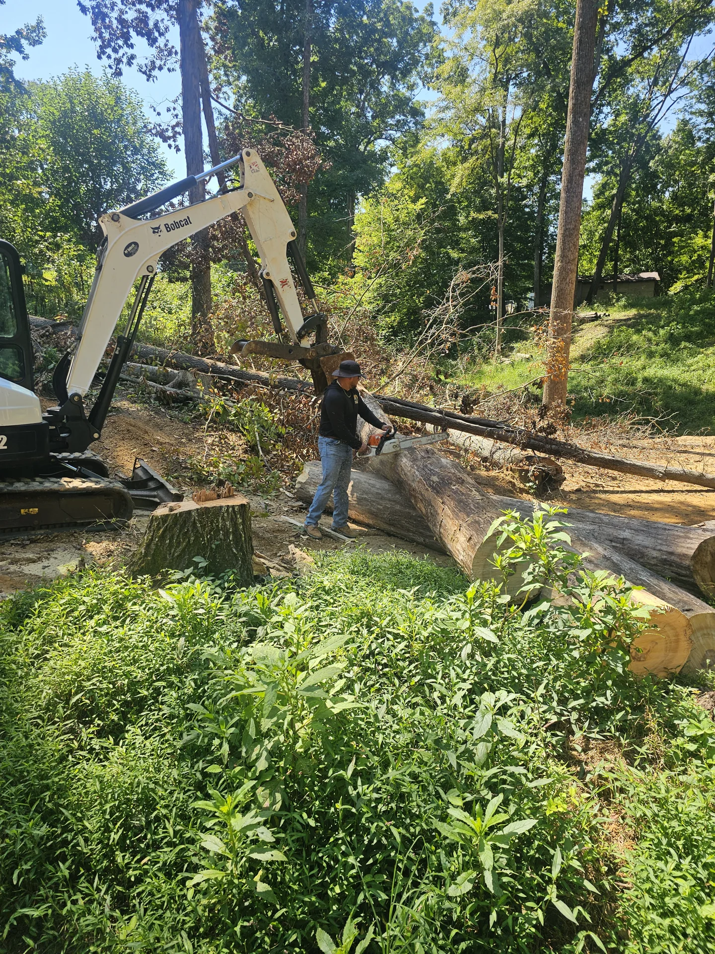 Tree cutting and cleanup beside felled timber and an excavator.
